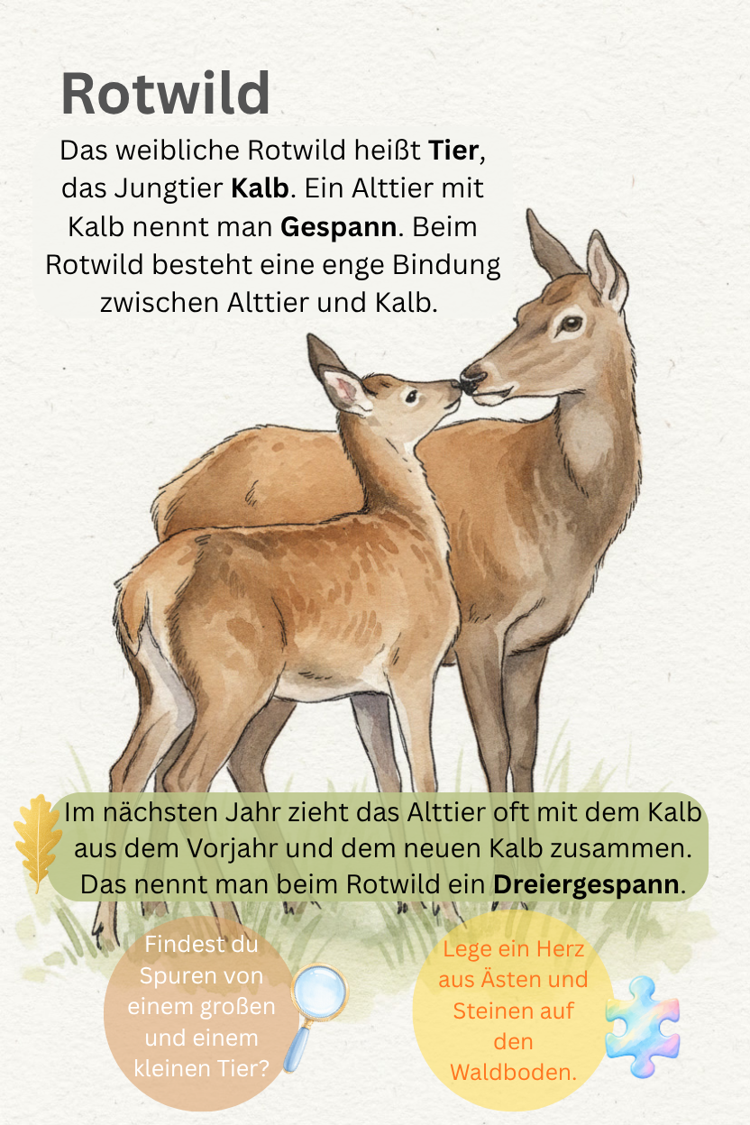 Karte Rotwild aus dem Entdeckerkartenspiel