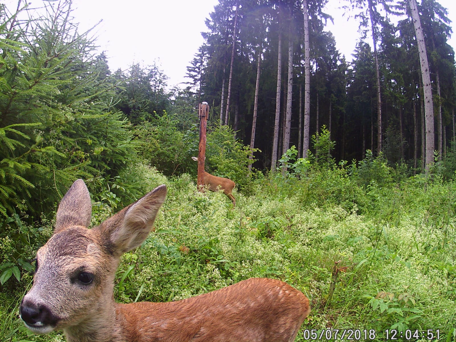 Rehkitz im Gras, Wildkamera-Aufnahme