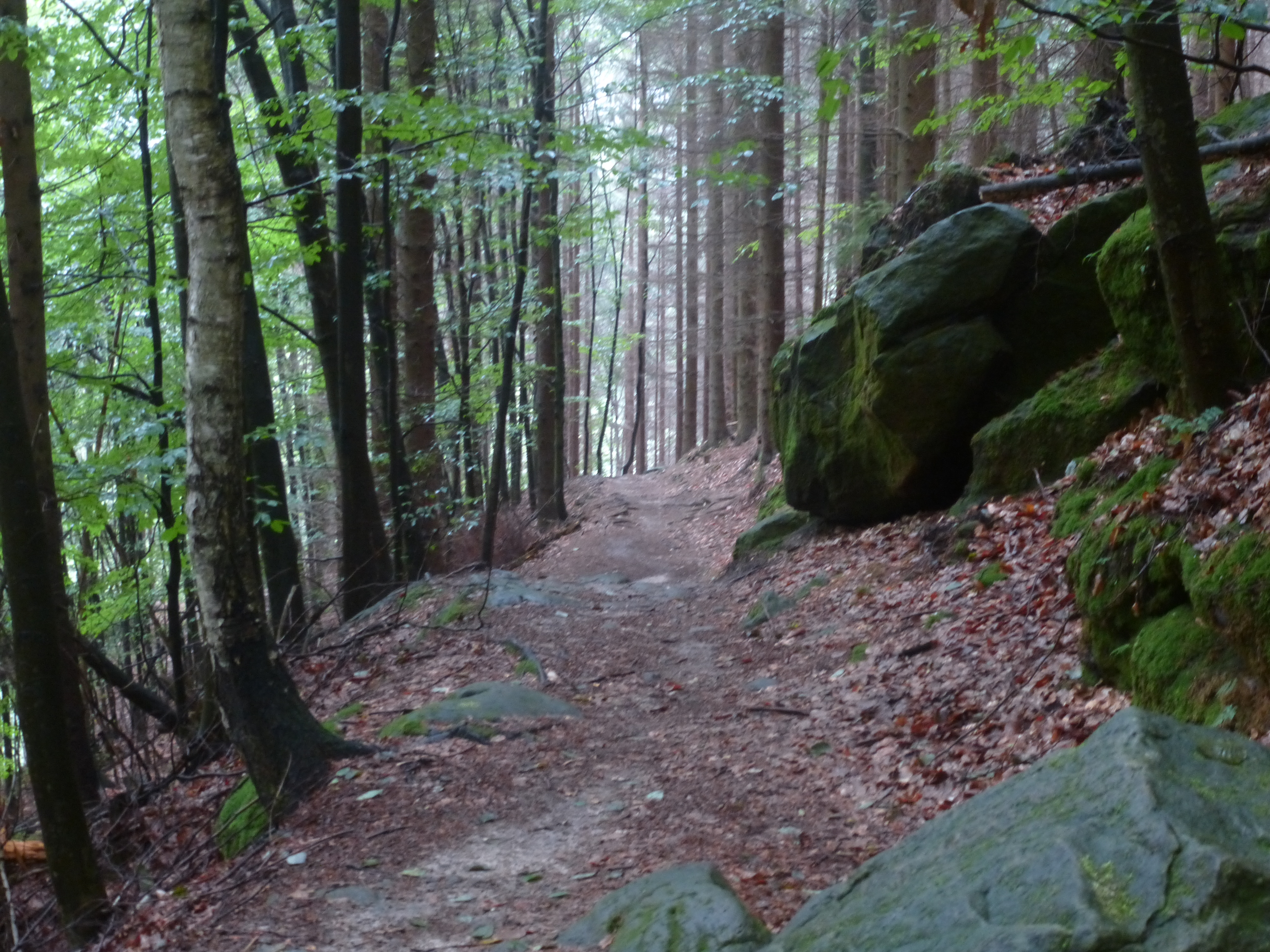 Waldweg mit Moos